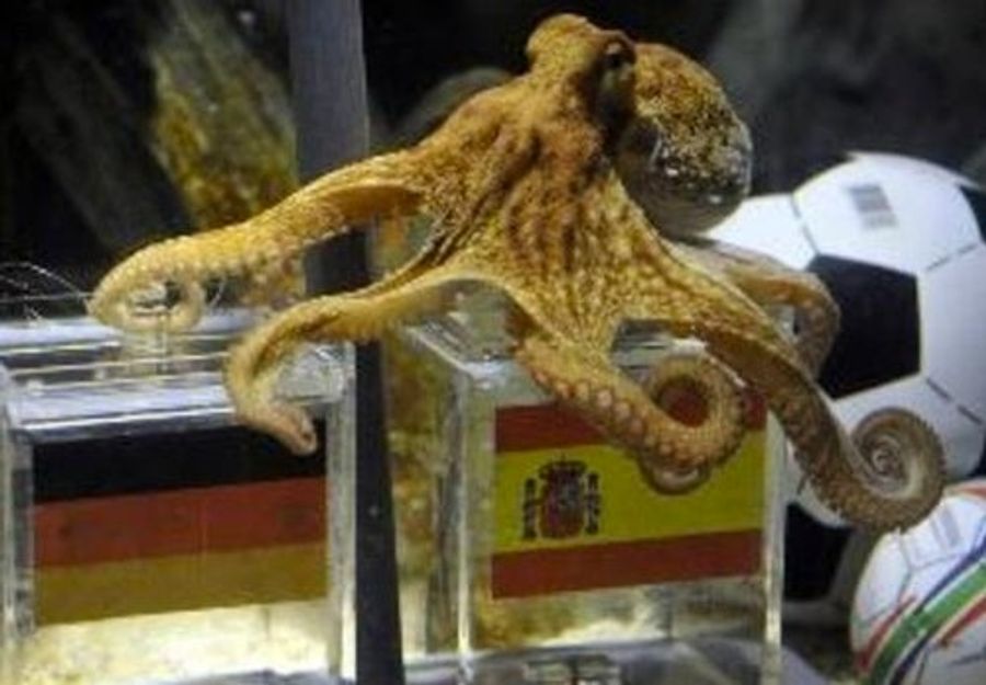Paul The Octopus Couldn't Predict His Own Death