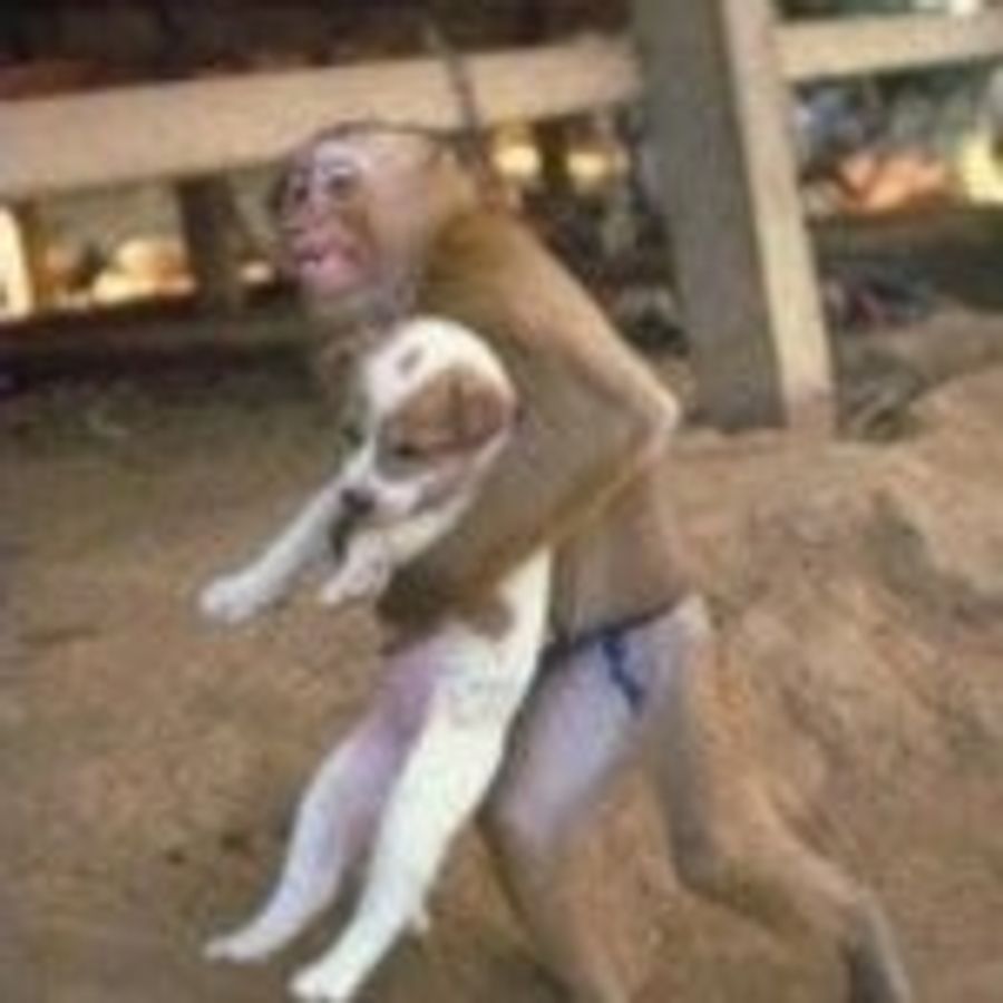 Hero Monkey Saves Puppy From Fire In China (UPDATE: Hoax?)