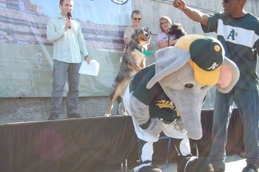 Dog Beats Billy Beane to A's Soul