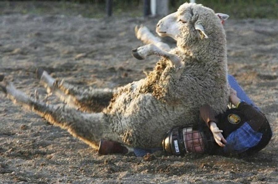 Angry Sheep Still Trampling Our Nation's Children