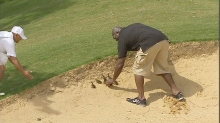 Leonard Davis Saves Adorable Baby Ducks From Being Covered In Sand. Holla.
