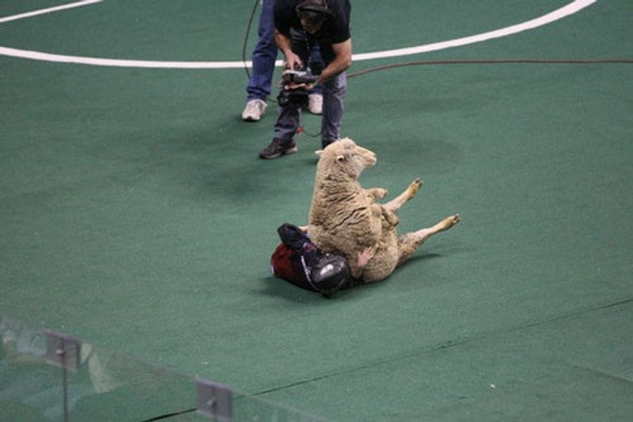 Terrified Children Still Being Thrown, Taunted By Angry Sheep