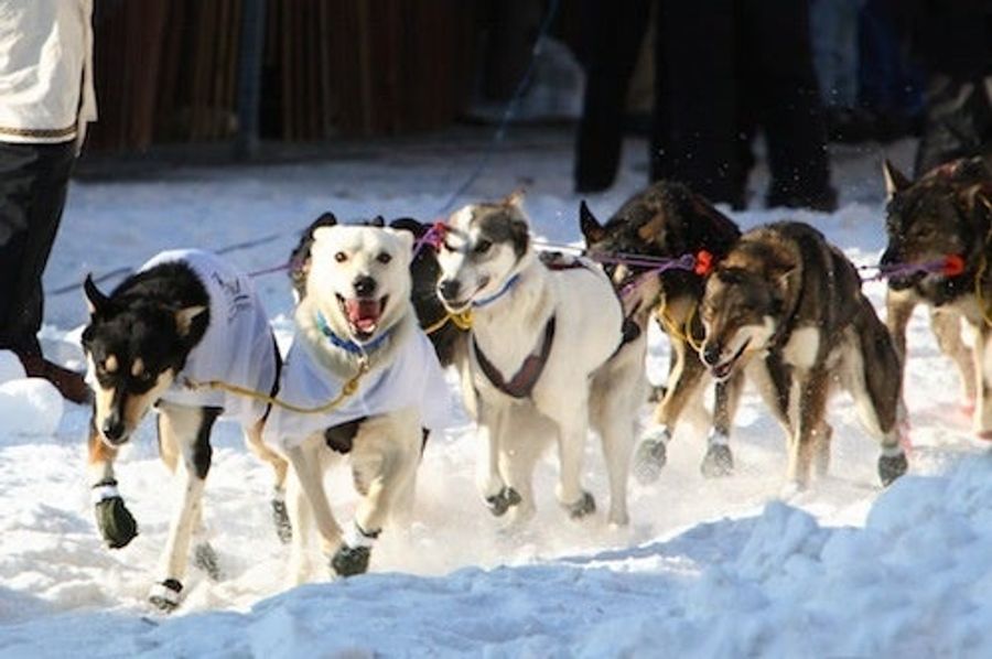 Manhunt For Iditarod Dog On The Lam