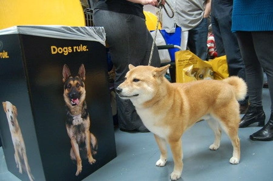 Dogging It At Westminster