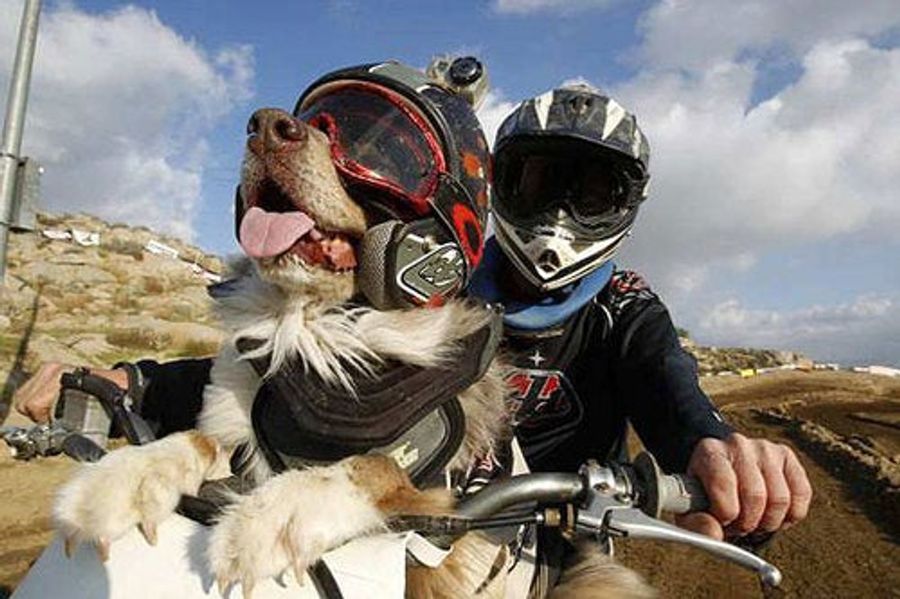 This Dog Likes Racing Dirt Bikes