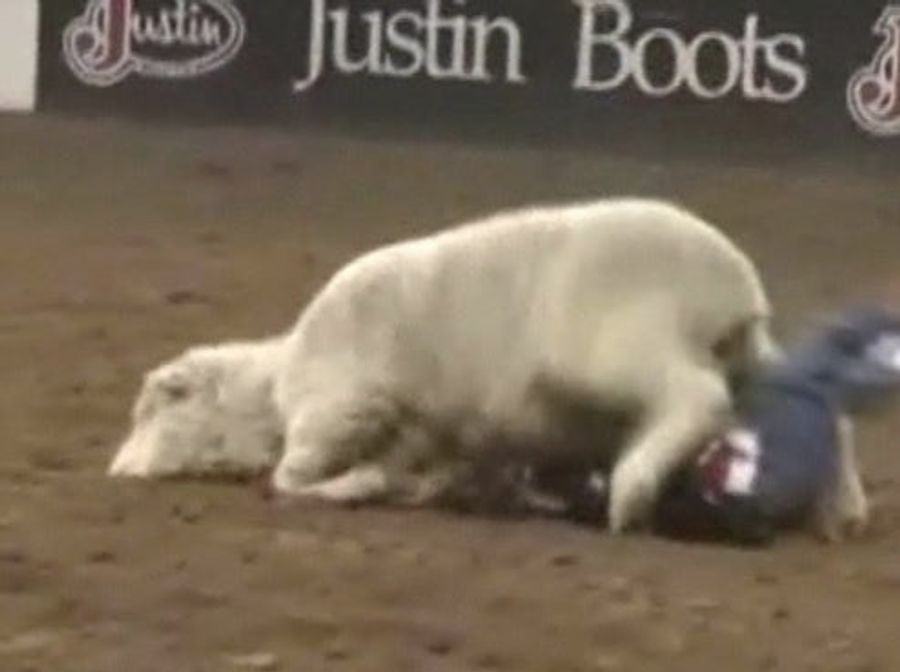 Scared Children Still Being Trampled By Angry Sheep, TV News Reports