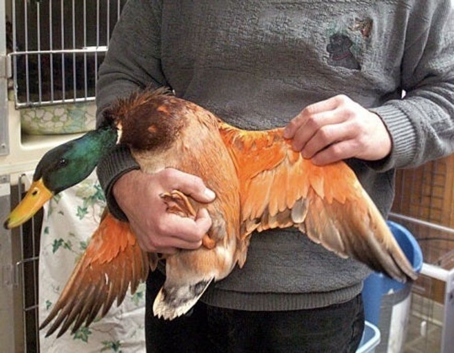 Animal Abuse: Funnier In The Name Of School Rivalries, But Still Wrong