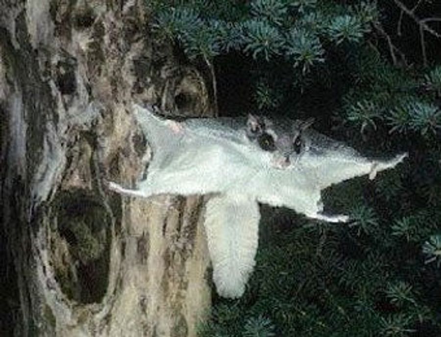 A Flying Squirrel Mascot Is Not Totally Nuts