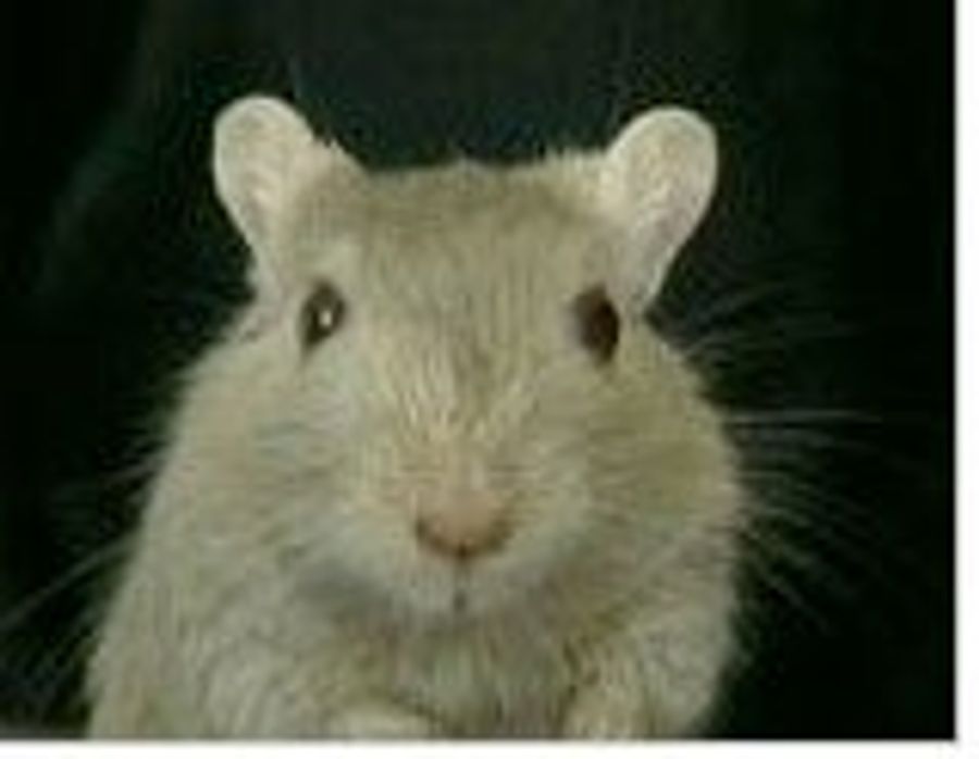 Can Someone Please Adopt This Gerbil And Frog For The Weekend?