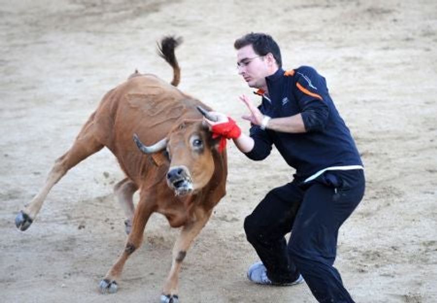Bullfighting, Minus The Blood Or Swishy Uniforms