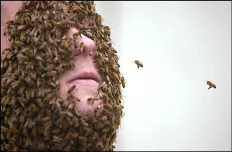 Plague Of Insects Descends Upon Scott Boras' Angel Stadium Suite