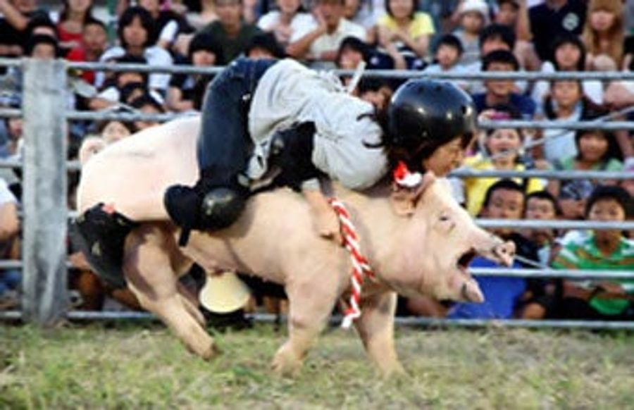 Pig Rodeo Rides Home The Bacon