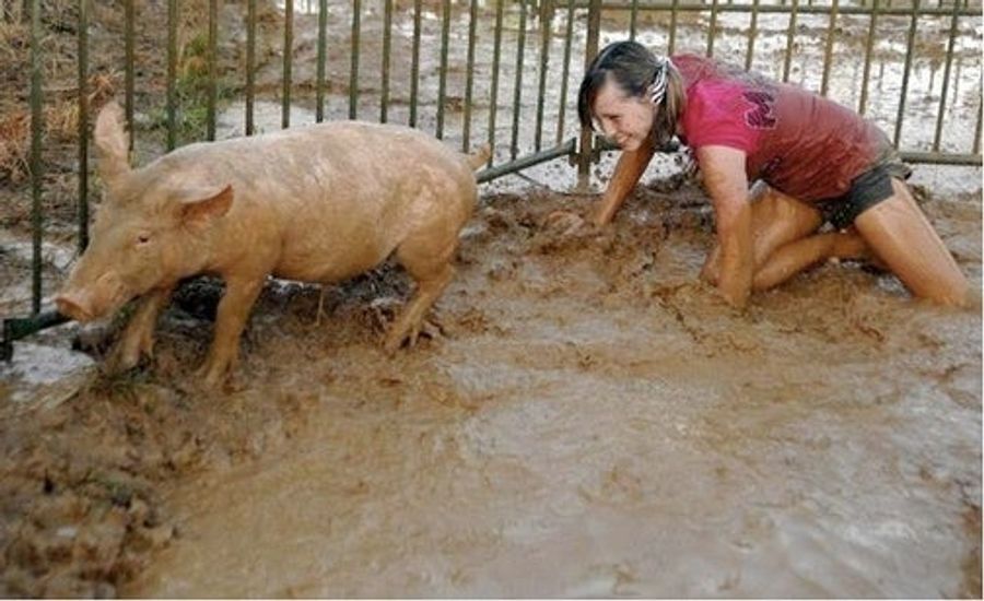 Yes, What About The Pigs?