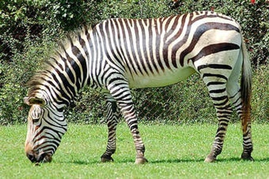 In This Case, The Zebra Is Not A Euphemism