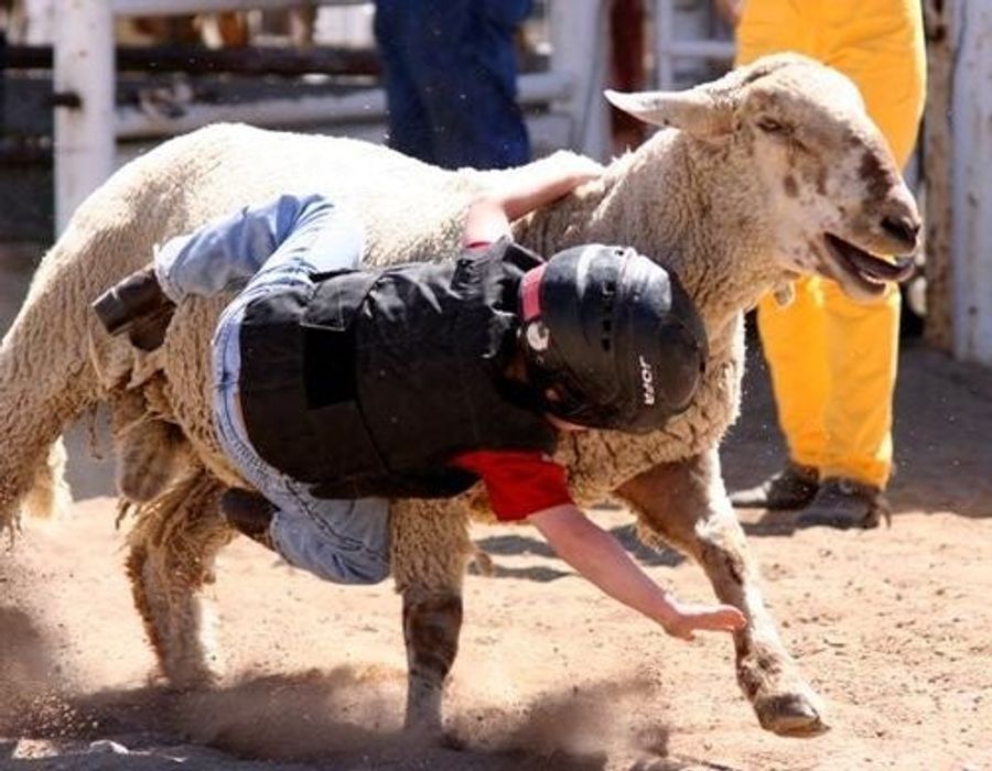 Today In Mutton Bustin'