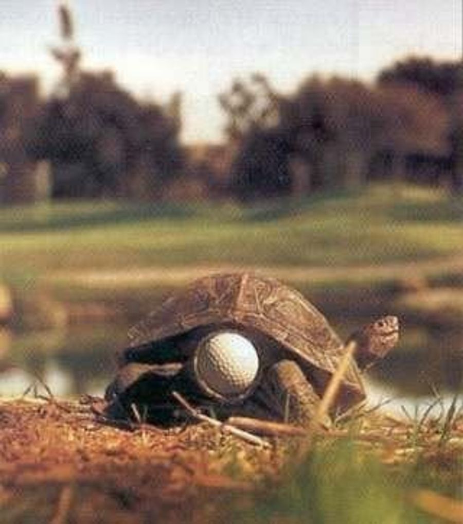 Follow Me (Very Slowly) To Freedom