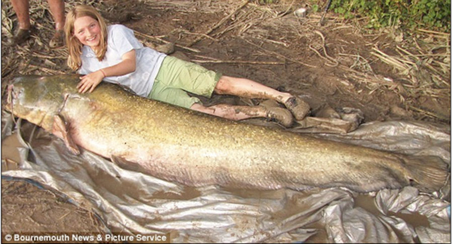 Tiny Girl Catches Giant Catfish, Says Proud Dad