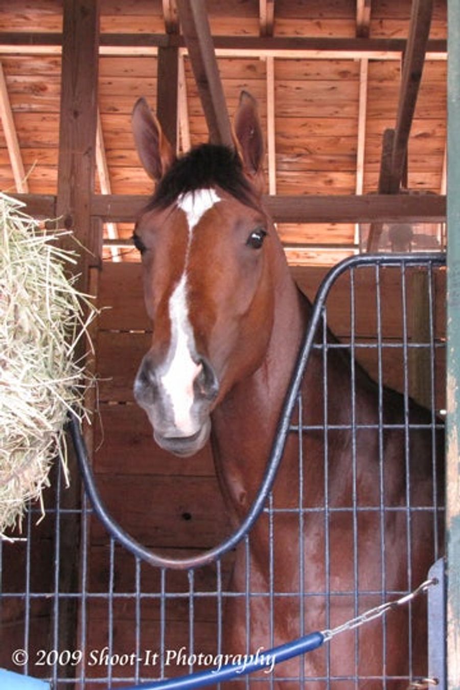 There Is Another: Brother Of Barbaro Romps In First Win