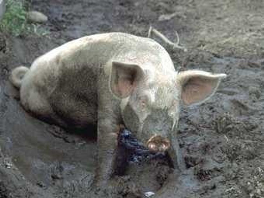 Swine Flu Paranoia Reaches Alabama