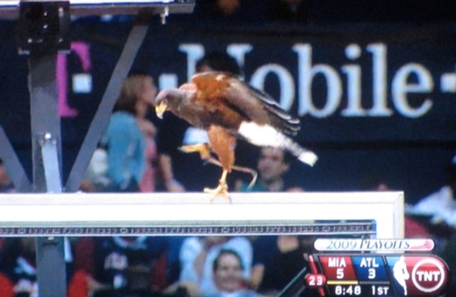 You Are The Falcon, And I Shall Remain...