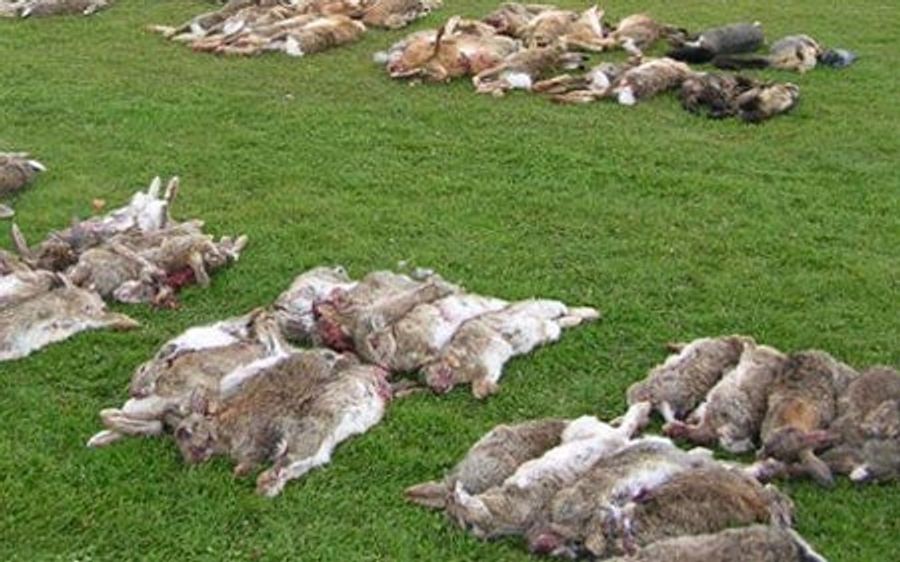 Easter In New Zealand Seems Festive