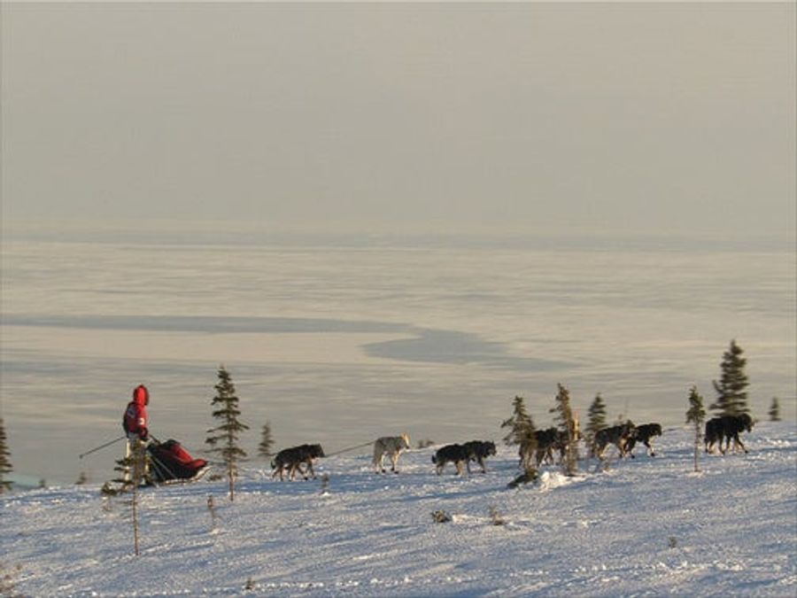 The Low-Grade Acid That Is The Iditarod