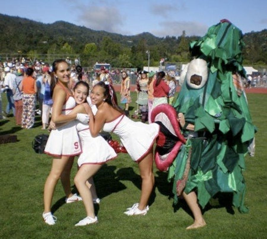 Grueling Tree Week Competition Produces New Stanford Tree