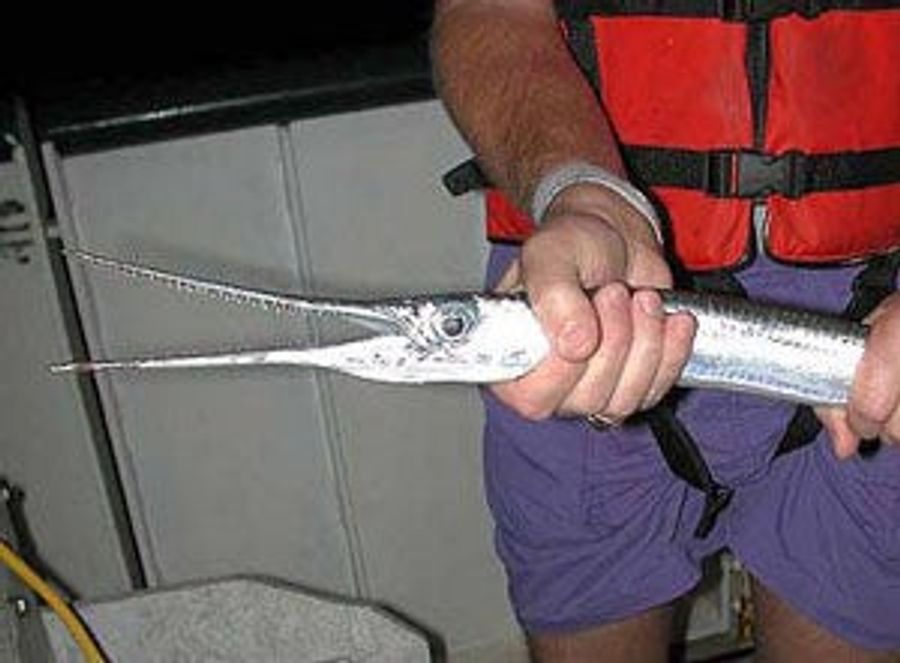 It's War, And The Fish Are Winning