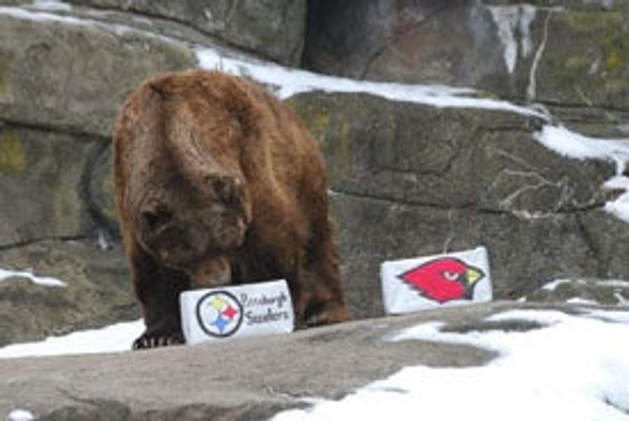 Large Bear Picks Steelers, Would Prefer A Nice Salmon