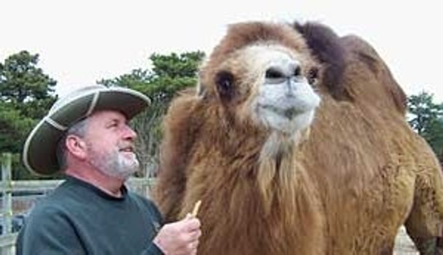 Princess The Camel, NFL Soothsayer, Picks The Giants