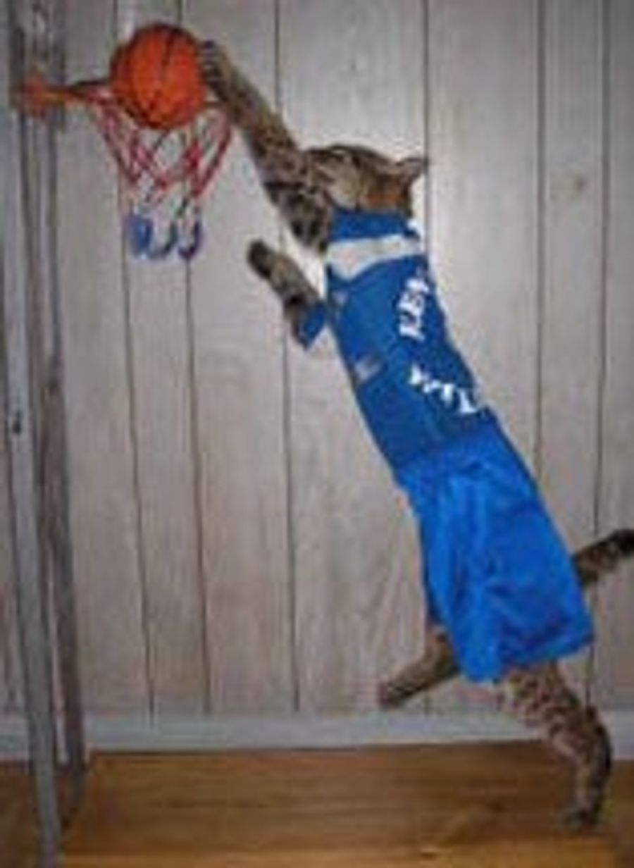 Let Taxidermy Bring Out The Wildcat In You
