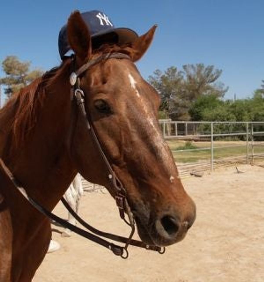Afternoon Blogdome: Joe Torre's Horses, Consoling Cubs Fans and Victoria's Secret Pick 'Em