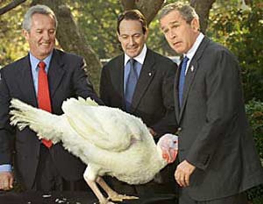 Happy Thanksgiving, Bird Brains
