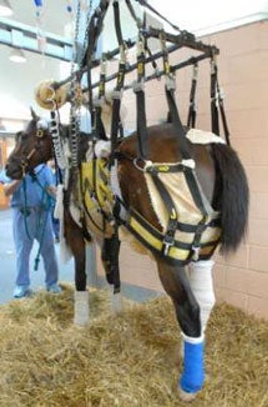 As If Barbaro (And The Rest Of Us) Haven't Suffered Enough