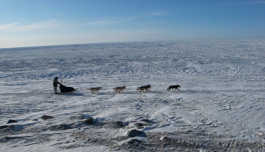 This Year, Iditarod Mushers Will Be Peeing Themselves Mid-Race With The Help Of Science
