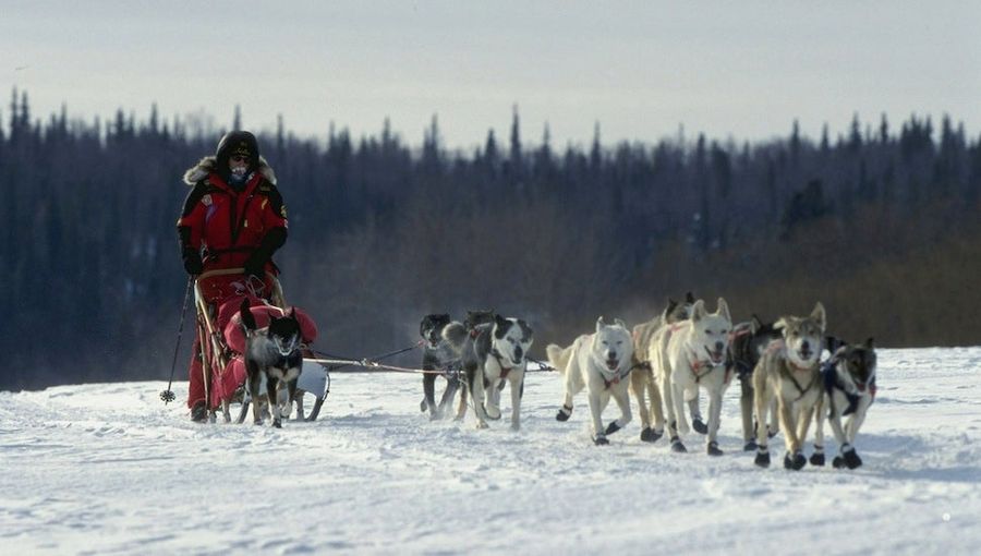 We&#39;re Still Murdering Sled Dogs
