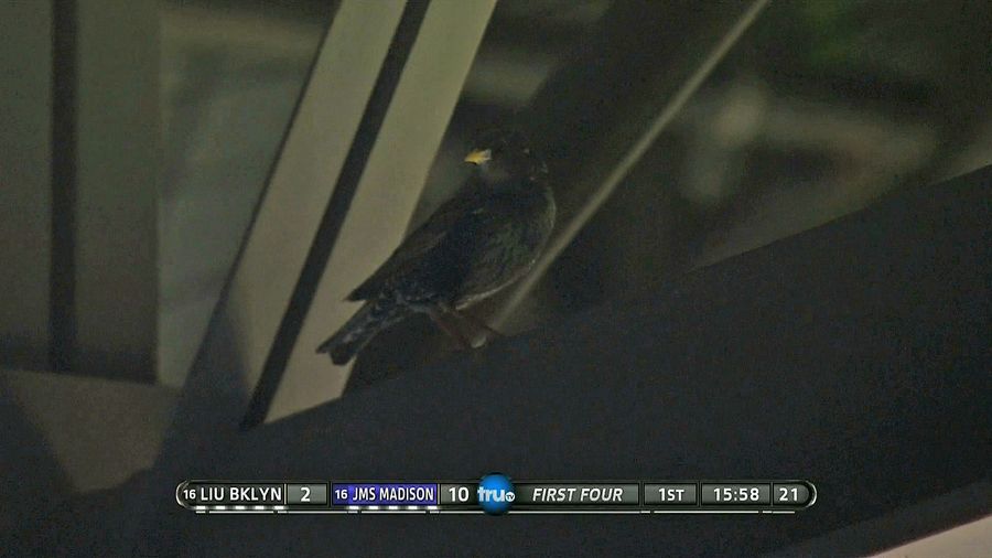 There Was An Actual LIU Blackbird At Last Night's First Four Game Against James Madison