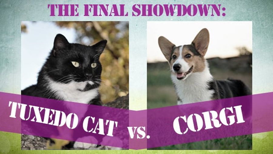 Cats vs. Dogs: Judgment Day Has Arrived
