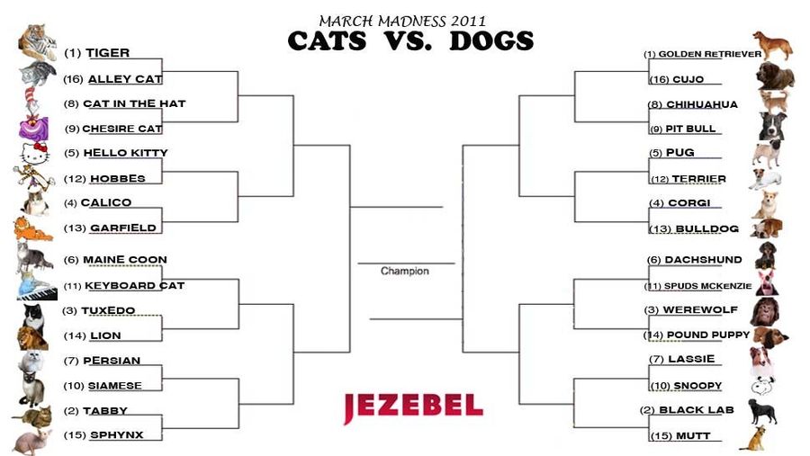 Cats Vs. Dogs Tournament Voting Begins Now