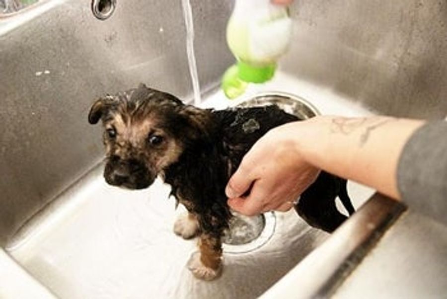 Hockey Players Save Puppy