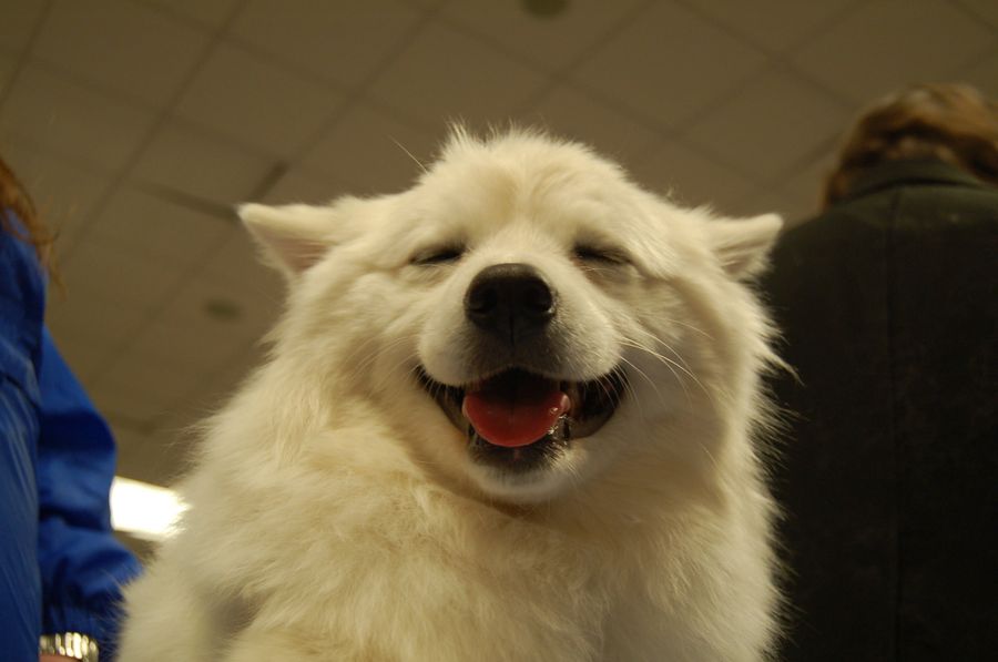 Lapdogs And Luxury Boxes: A New-Look MSG Welcomes The Westminster Dog Show