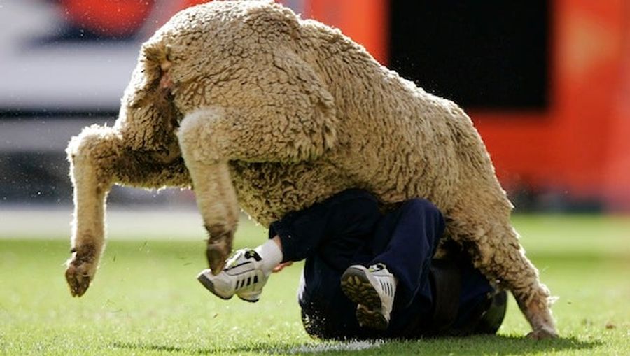 City Of New York Cancels Mutton-Bustin', Rodeo's Greatest Event