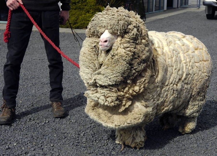 This Guy Died This Year: Shrek, The Unshearable Sheep
