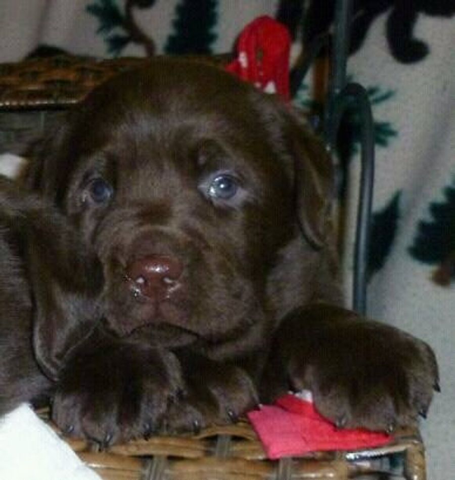 Bryce Harper Named His New Puppy "Swag"