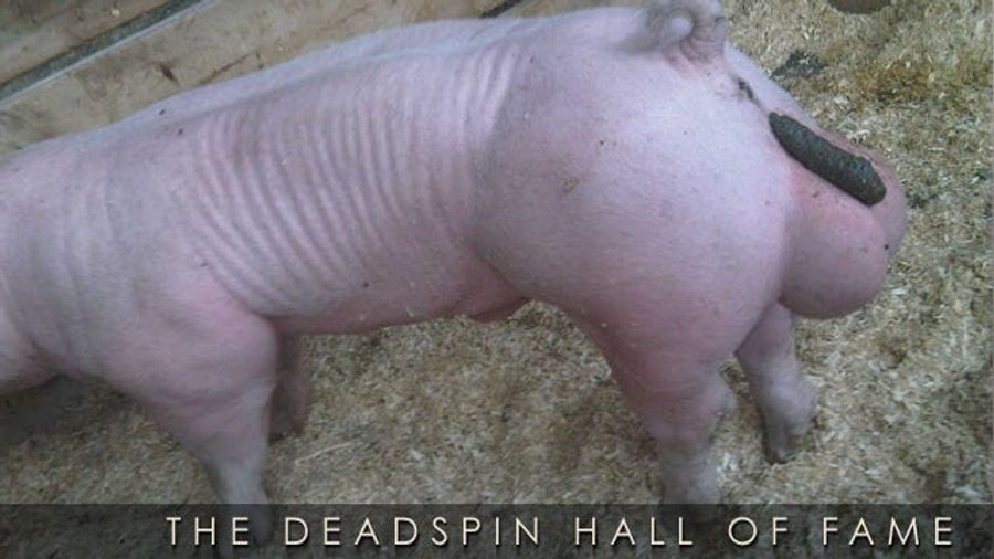 2011 Deadspin Hall Of Fame Nominee: Pig Who Pooped On His Own Balls (NSFW?)