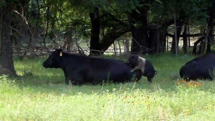 Bam! Pig Humping A Cow!