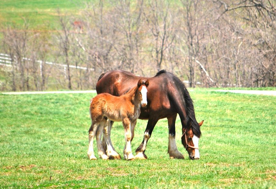 Tony La Russa Lives On, In Baby Horse Form
