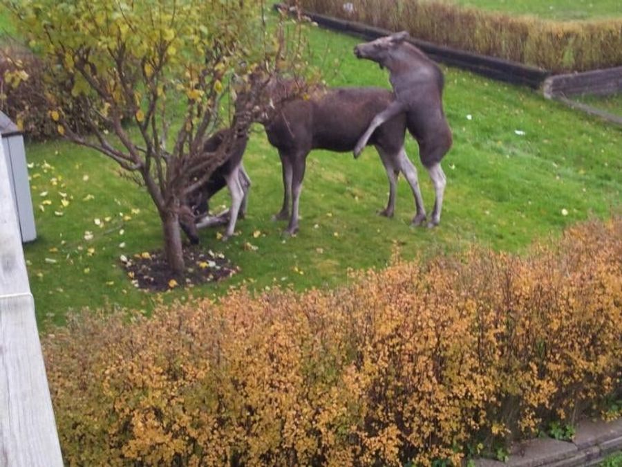 HOLY SHIT SWEDISH ELK 'THREESOME'