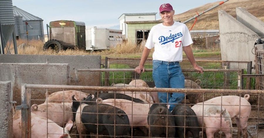 An Idaho-Based Pig Farmer Named Lindy Hinkleman Has Won $300,000 Playing Fantasy Baseball The Past Three Years