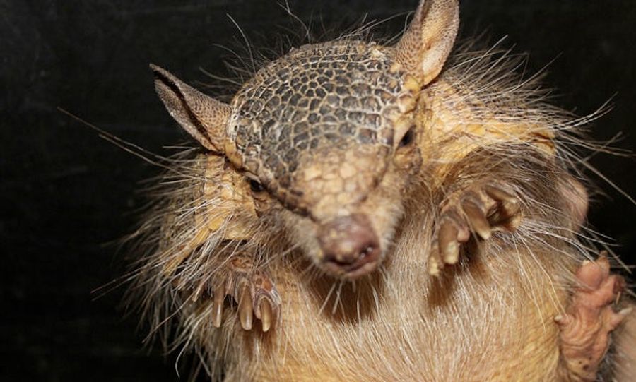 This Week In Frozen Armadillo Attack News